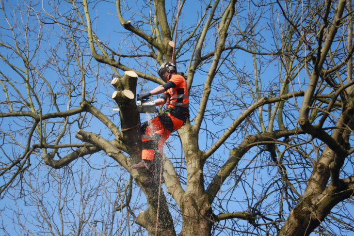 Forestry & Arboriculture